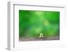 Crawling Inch Worm with Green Spring Background.-landio-Framed Photographic Print