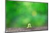 Crawling Inch Worm with Green Spring Background.-landio-Mounted Photographic Print