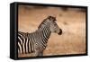Crawshay's Zebra-Michele Westmorland-Framed Stretched Canvas