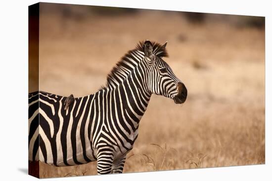 Crawshay's Zebra-Michele Westmorland-Stretched Canvas