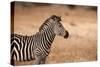 Crawshay's Zebra-Michele Westmorland-Stretched Canvas