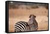 Crawshay's Zebra-Michele Westmorland-Framed Stretched Canvas