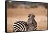 Crawshay's Zebra-Michele Westmorland-Framed Stretched Canvas