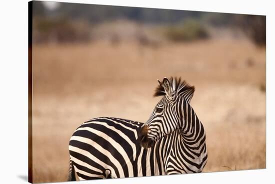 Crawshay's Zebra-Michele Westmorland-Stretched Canvas