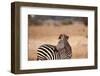 Crawshay's Zebra-Michele Westmorland-Framed Photographic Print