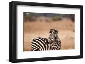 Crawshay's Zebra-Michele Westmorland-Framed Photographic Print