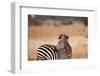 Crawshay's Zebra-Michele Westmorland-Framed Photographic Print