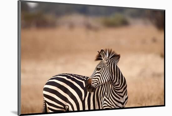 Crawshay's Zebra-Michele Westmorland-Mounted Photographic Print