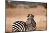 Crawshay's Zebra-Michele Westmorland-Mounted Photographic Print