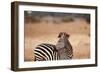 Crawshay's Zebra-Michele Westmorland-Framed Photographic Print