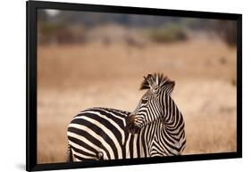 Crawshay's Zebra-Michele Westmorland-Framed Photographic Print