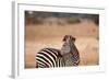 Crawshay's Zebra-Michele Westmorland-Framed Photographic Print