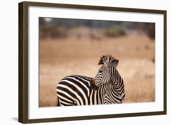 Crawshay's Zebra-Michele Westmorland-Framed Photographic Print