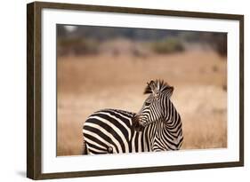 Crawshay's Zebra-Michele Westmorland-Framed Photographic Print