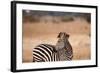 Crawshay's Zebra-Michele Westmorland-Framed Photographic Print