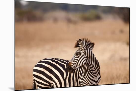 Crawshay's Zebra-Michele Westmorland-Mounted Photographic Print