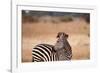 Crawshay's Zebra-Michele Westmorland-Framed Photographic Print