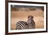 Crawshay's Zebra-Michele Westmorland-Framed Photographic Print