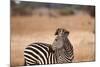 Crawshay's Zebra-Michele Westmorland-Mounted Photographic Print