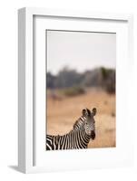 Crawshay's Zebra-Michele Westmorland-Framed Photographic Print