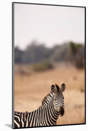 Crawshay's Zebra-Michele Westmorland-Mounted Photographic Print