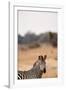 Crawshay's Zebra-Michele Westmorland-Framed Photographic Print