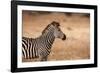 Crawshay's Zebra-Michele Westmorland-Framed Photographic Print