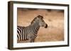 Crawshay's Zebra-Michele Westmorland-Framed Photographic Print