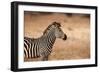 Crawshay's Zebra-Michele Westmorland-Framed Photographic Print