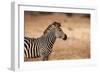 Crawshay's Zebra-Michele Westmorland-Framed Photographic Print