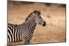 Crawshay's Zebra-Michele Westmorland-Mounted Photographic Print