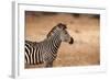 Crawshay's Zebra-Michele Westmorland-Framed Photographic Print