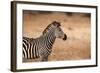 Crawshay's Zebra-Michele Westmorland-Framed Photographic Print