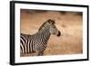 Crawshay's Zebra-Michele Westmorland-Framed Photographic Print