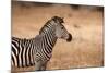 Crawshay's Zebra-Michele Westmorland-Mounted Photographic Print