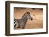 Crawshay's Zebra-Michele Westmorland-Framed Photographic Print