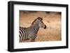 Crawshay's Zebra-Michele Westmorland-Framed Photographic Print