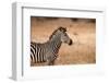 Crawshay's Zebra-Michele Westmorland-Framed Photographic Print