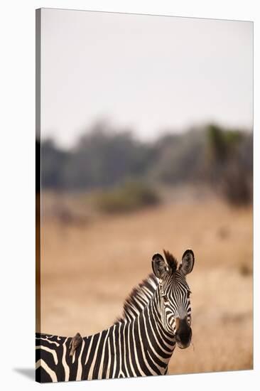 Crawshay's Zebra-Michele Westmorland-Stretched Canvas