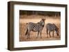 Crawshay's Zebras-Michele Westmorland-Framed Photographic Print