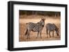 Crawshay's Zebras-Michele Westmorland-Framed Photographic Print