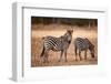 Crawshay's Zebras-Michele Westmorland-Framed Photographic Print