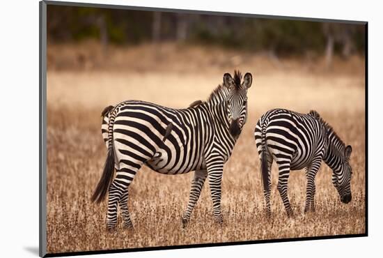 Crawshay's Zebras-Michele Westmorland-Mounted Photographic Print