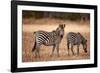 Crawshay's Zebras-Michele Westmorland-Framed Photographic Print