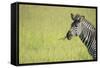 Crawshays Zebra (Equus Quagga Crawshayi), South Luangwa National Park, Zambia, Africa-Janette Hill-Framed Stretched Canvas