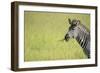 Crawshays Zebra (Equus Quagga Crawshayi), South Luangwa National Park, Zambia, Africa-Janette Hill-Framed Photographic Print