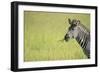 Crawshays Zebra (Equus Quagga Crawshayi), South Luangwa National Park, Zambia, Africa-Janette Hill-Framed Photographic Print