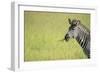 Crawshays Zebra (Equus Quagga Crawshayi), South Luangwa National Park, Zambia, Africa-Janette Hill-Framed Photographic Print