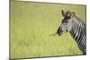 Crawshays Zebra (Equus Quagga Crawshayi), South Luangwa National Park, Zambia, Africa-Janette Hill-Mounted Photographic Print