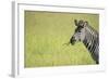 Crawshays Zebra (Equus Quagga Crawshayi), South Luangwa National Park, Zambia, Africa-Janette Hill-Framed Photographic Print